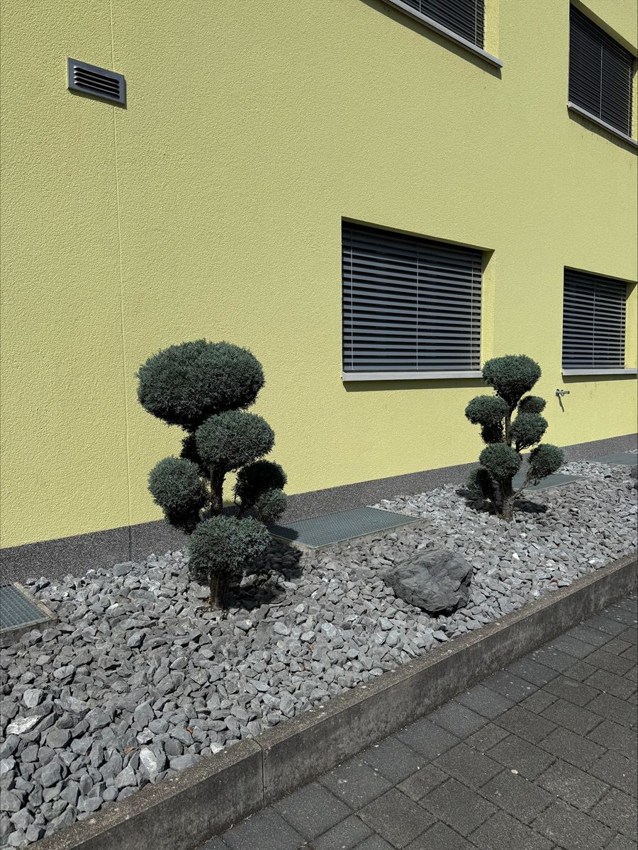 Gebüsche nach dem Rückschnitt, in Form geschnitten